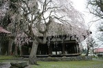 熊野神社長床　Kumano Shrine head floor05